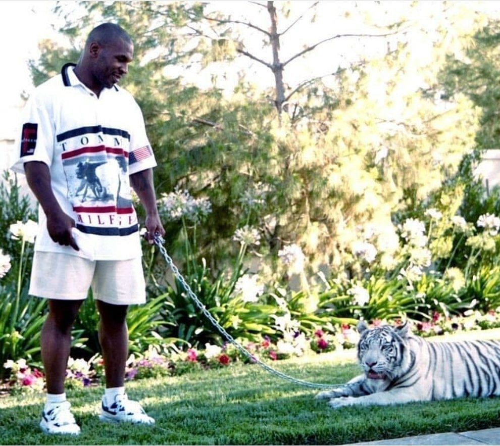 Tyson was one of the world's most famous owners of tigers in the 1990s (Twitter: @fanbase_7)