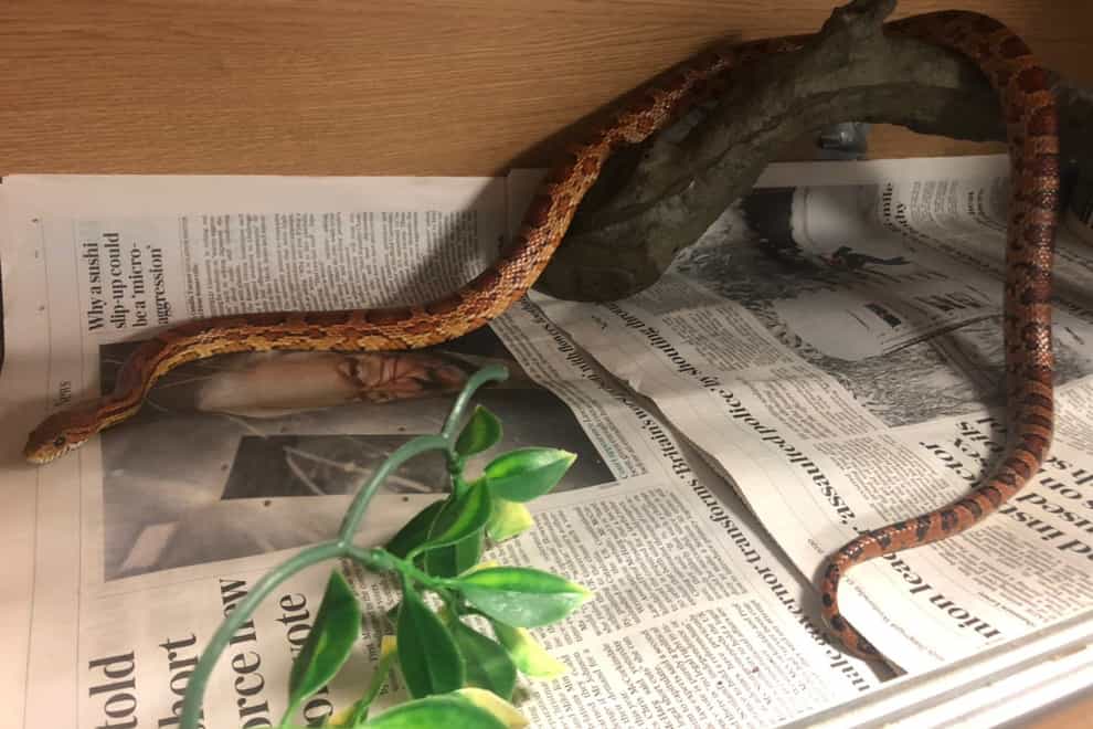 Snake rescued from oven