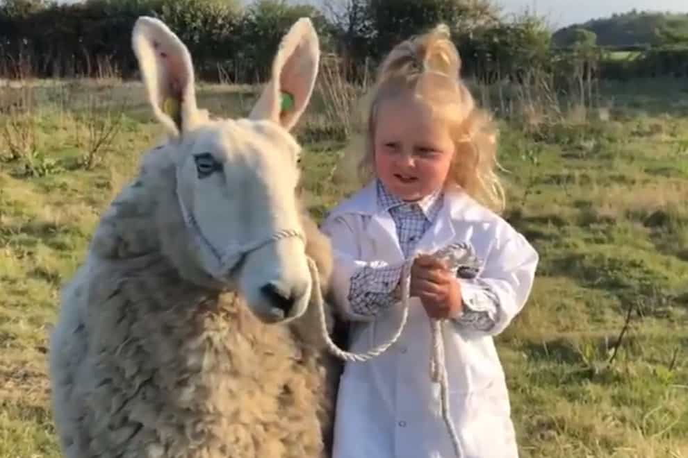 Barley, 3, handles a sheep in Norfolk