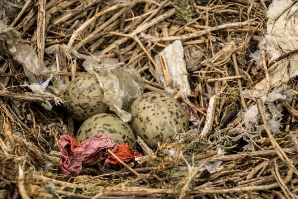 A herring gull nest with plastic