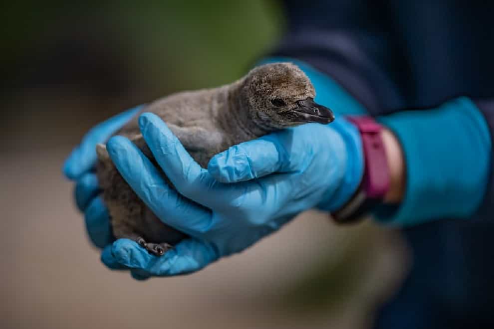 Penguin chicks at Chester Zoo named after NHS hospitals