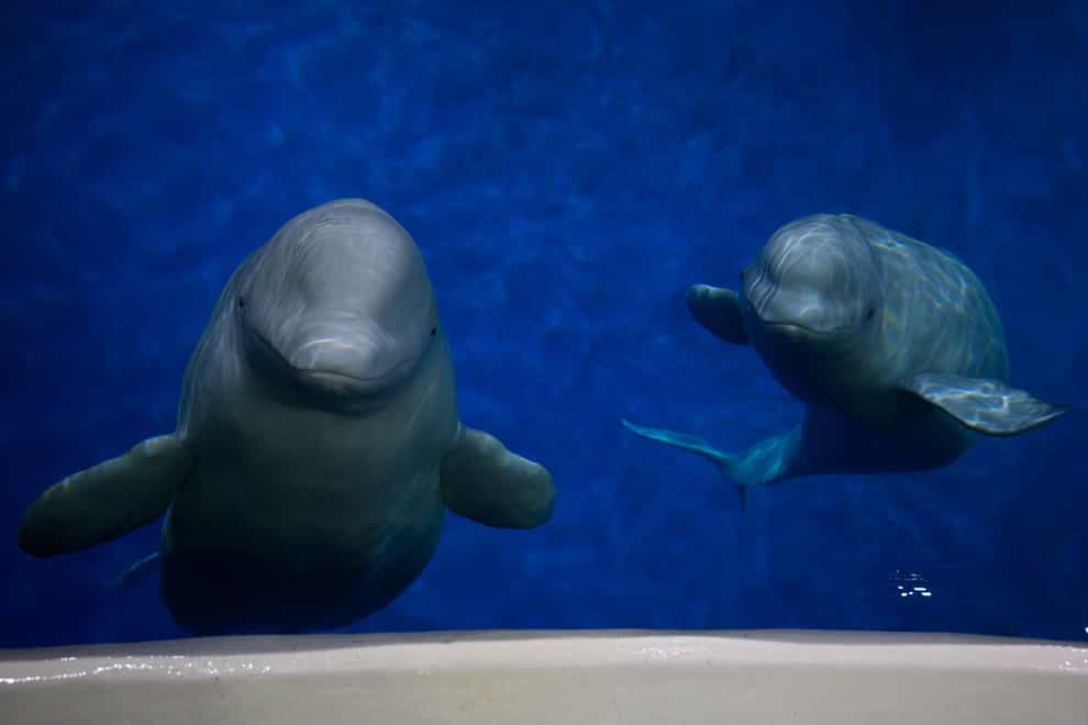 Two beluga whales