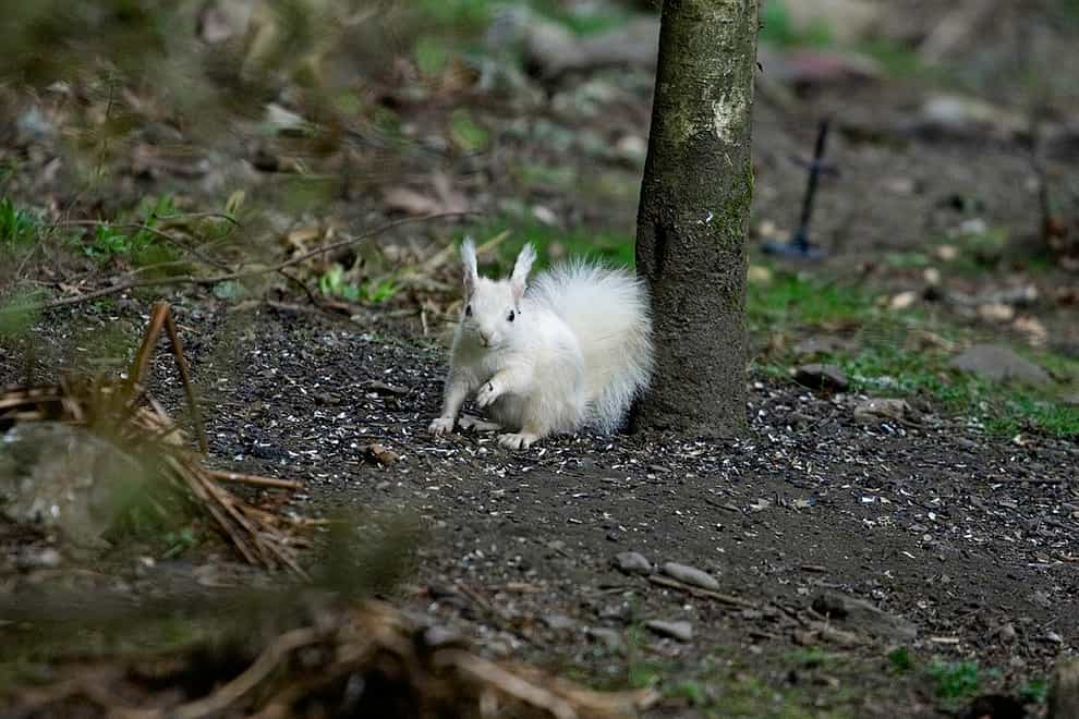 White squirrel