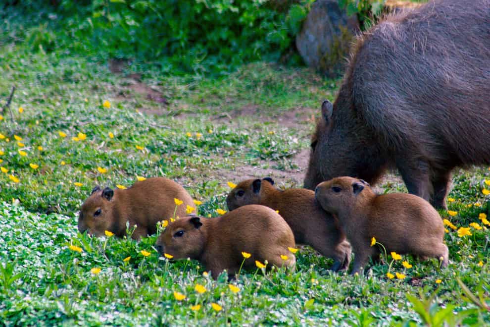 Baby capybaras born at Exmoor Zoo in Devon