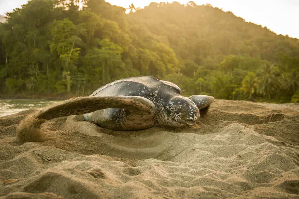 A leatherback turtle making a decoy nest