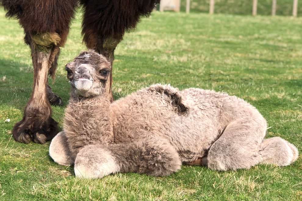 Camel calf born