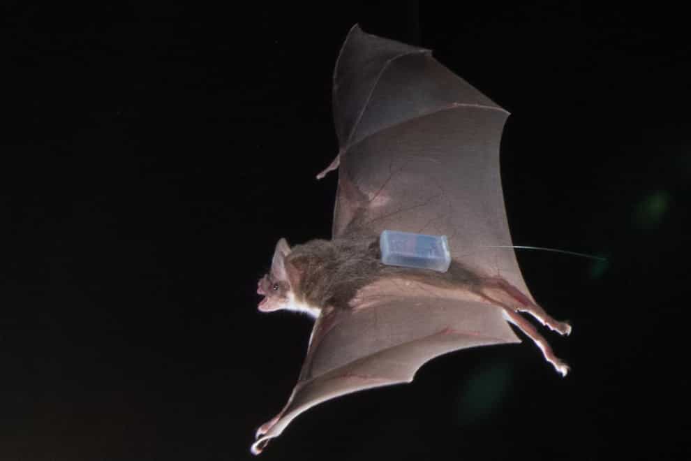Vampire bats study