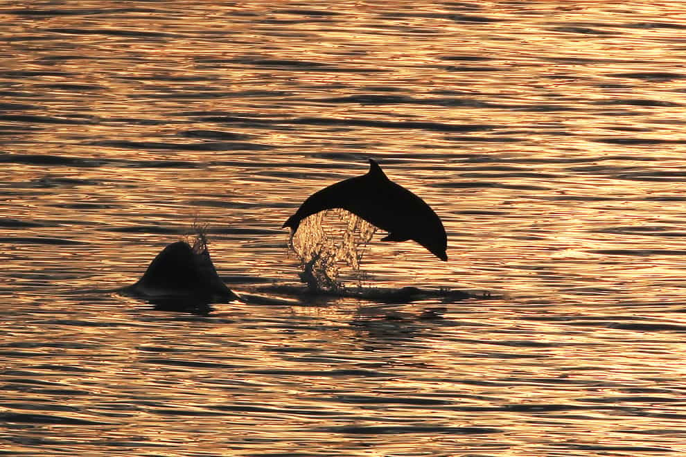 Bottlenose dolphins spotted off the north east coast between Whitley Bay and Cullercoats Bay