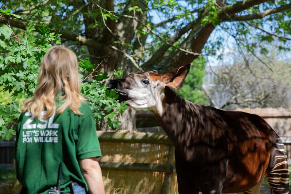 Okapi prepares to give birth at ZSL London Zoo