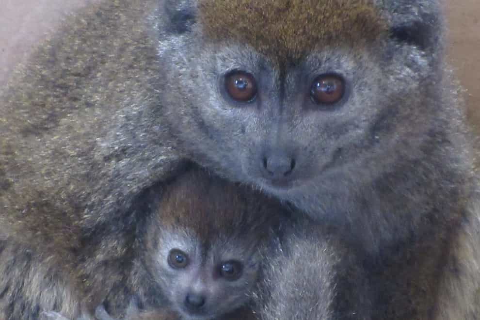 entle lemur mother and baby at Wild Place 10.05.20 (5)