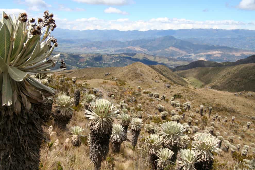 Colombia is one of the richest countries in the world in terms of its plant life