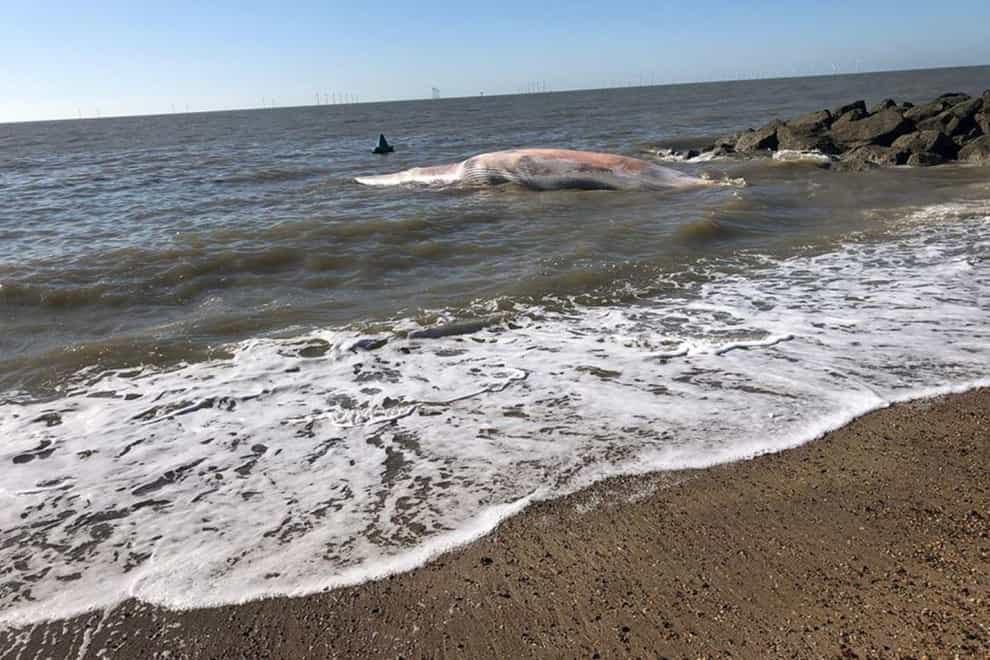 A dead whale at Clacton-on-Sea (Essex Police/PA)