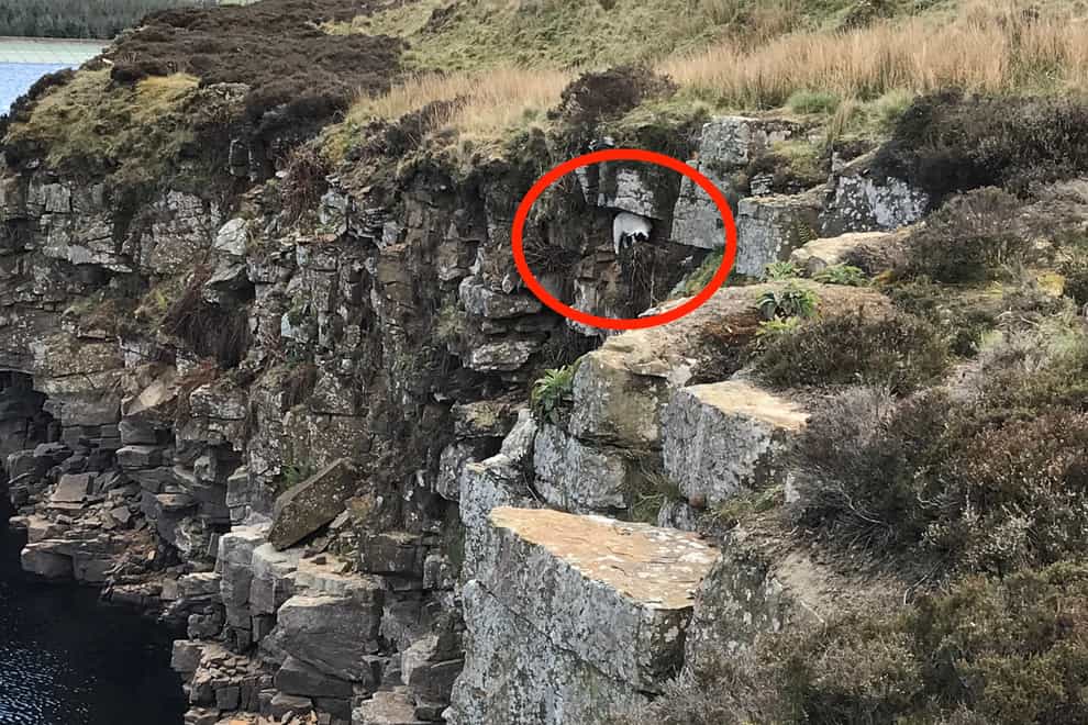 A lamb stuck on a ledge