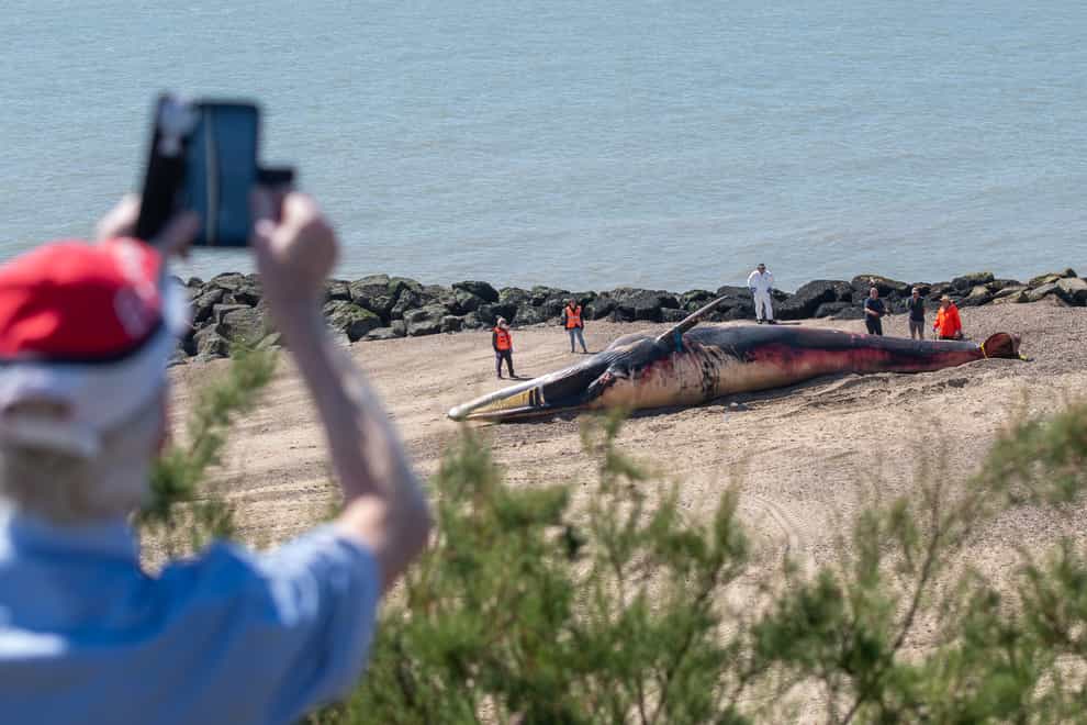 Whale washed up in Clacton