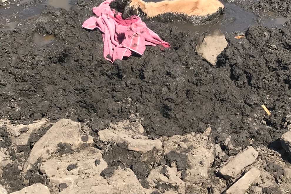 A calf stuck in mud