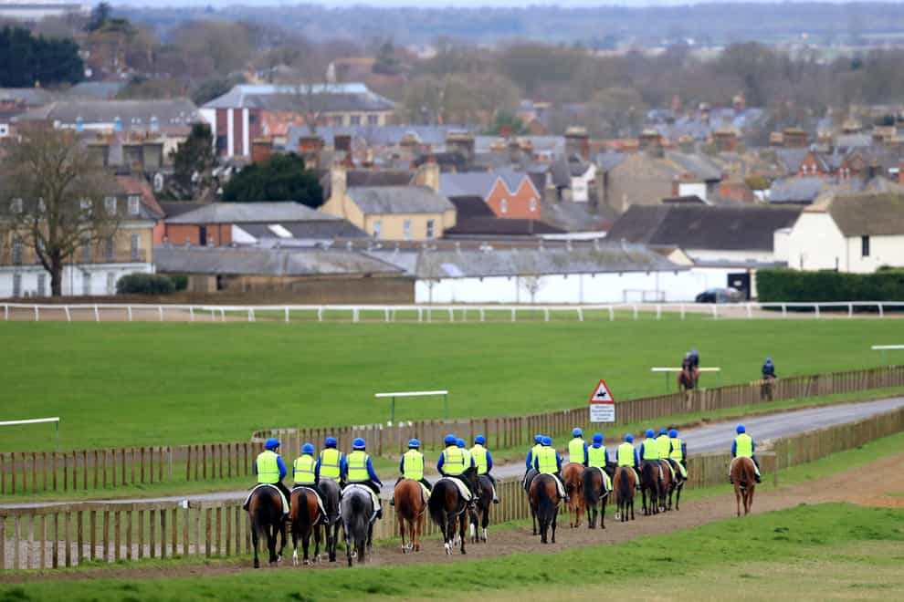 Horses on the gallops in Newmarket