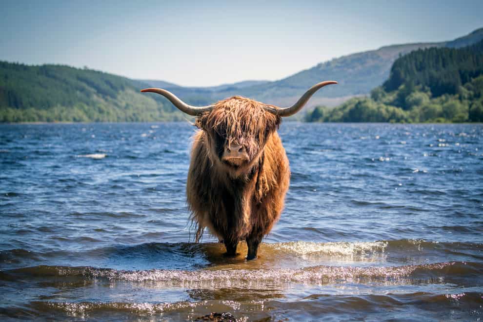 A Highland cow cools off in the waters of Loch Lubnaig
