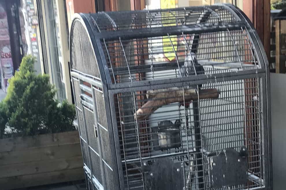 The parrot was found outside a north London restaurant