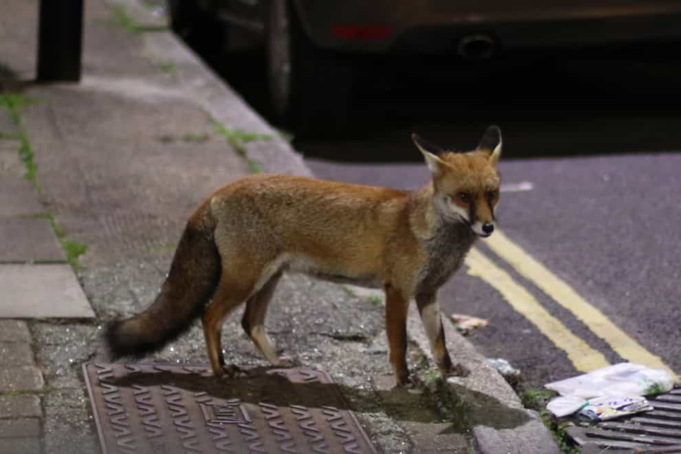 Urban Fox
