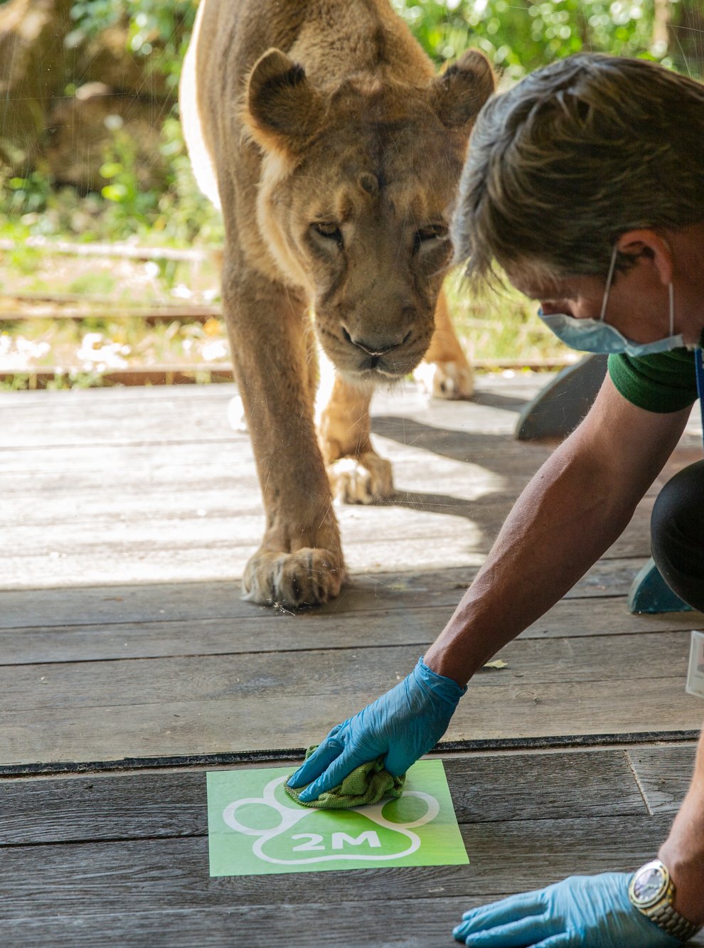 ZSL London Zoo installs social distance markers to prepare for reopening (ZSL/PA)