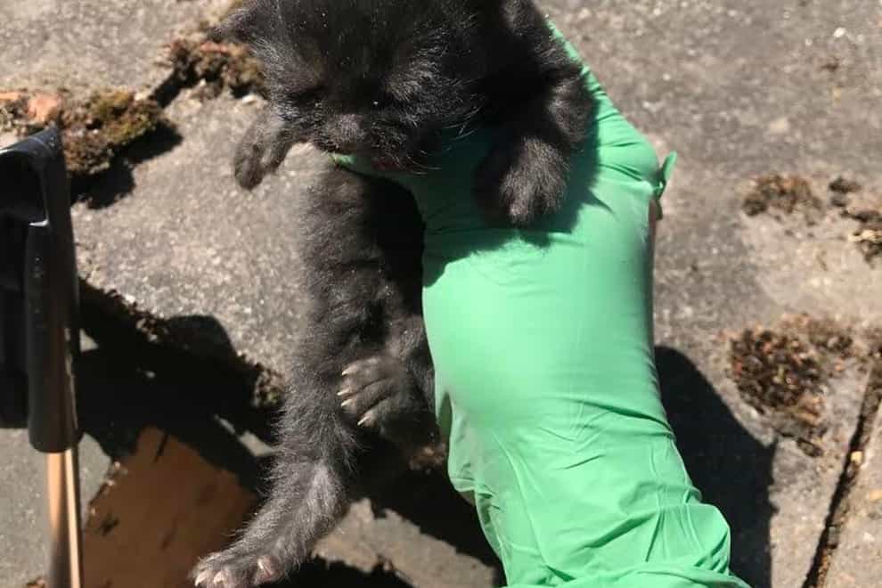 Kitten after rescue