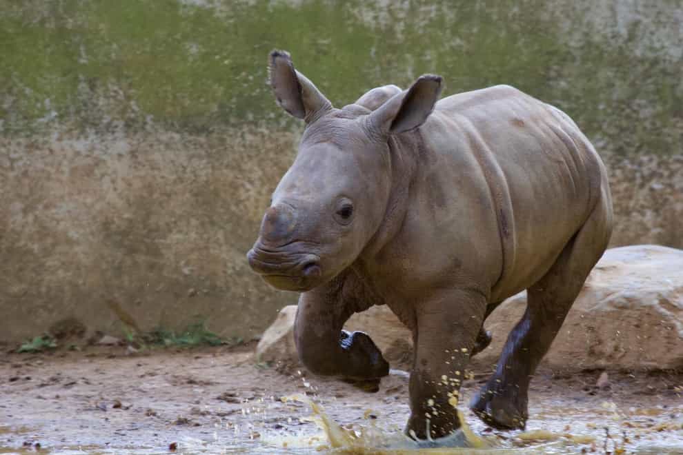 Cotswold Wildlife Park reopens its doors this week and baby rhino Stella is ready for it