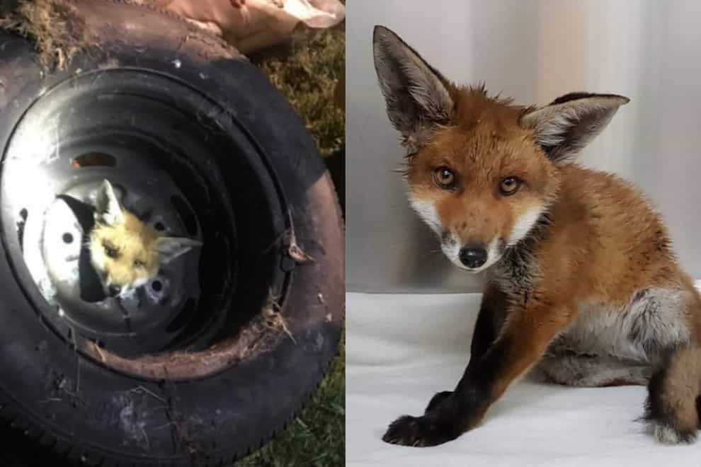 Firefighters rescue fox that got its head stuck in a wheel