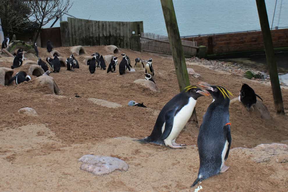Living Coasts penguins