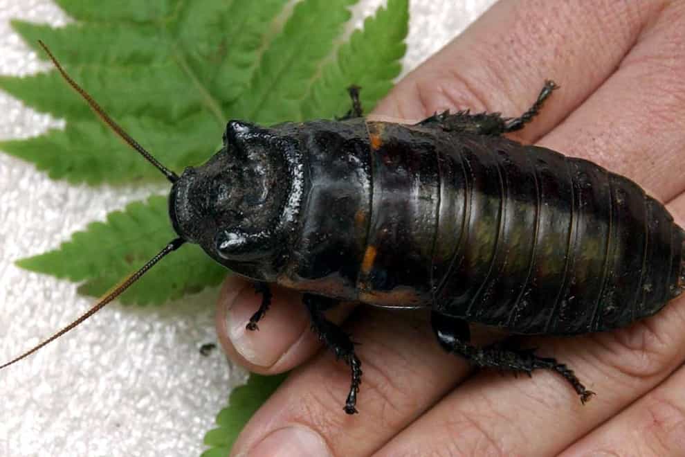 A cockroach was one of the 'surprise' items sent by the eBay staff to the couple