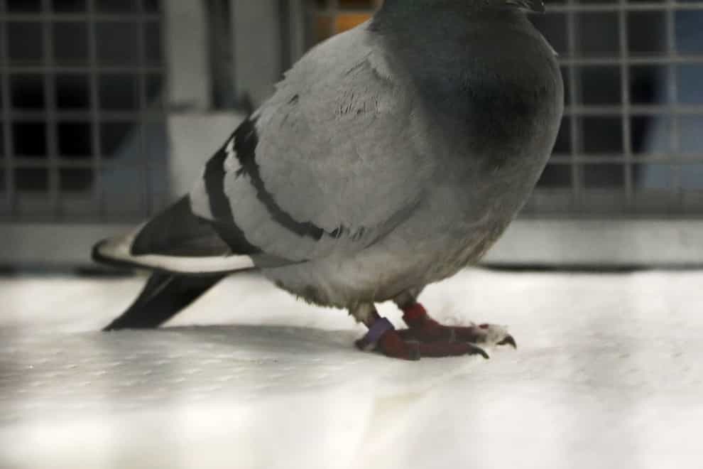 Pauley the pigeon