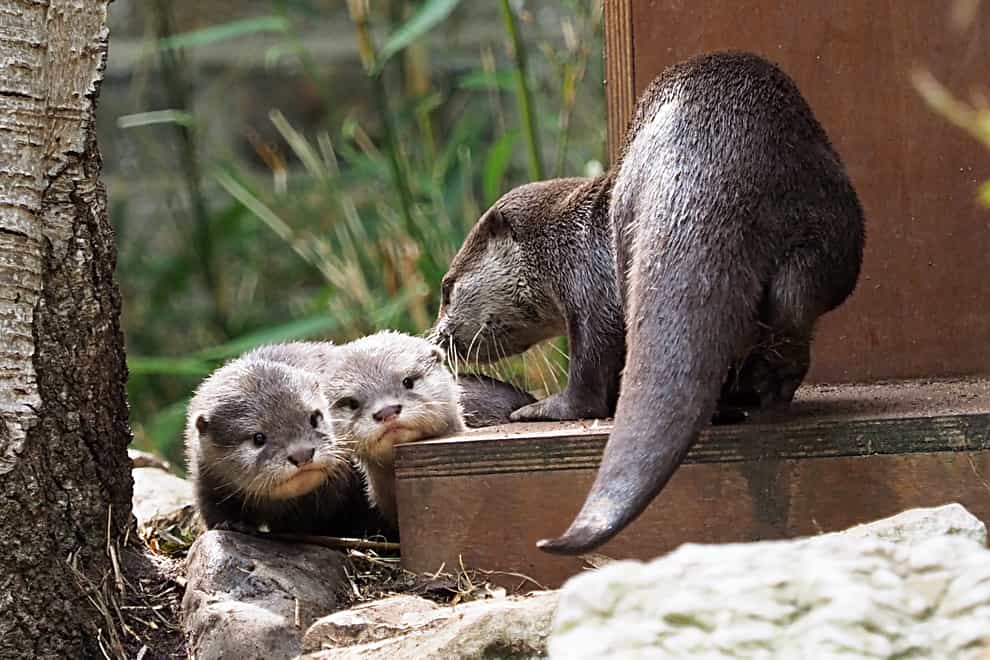 Baby otters Bubble and Squeak