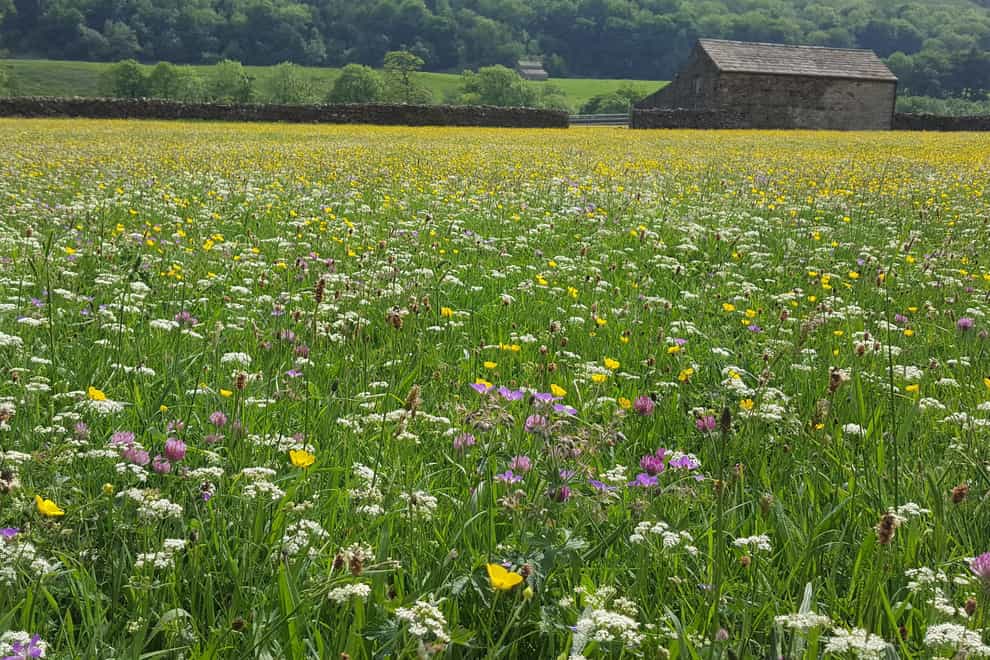 Funding could go to schemes to restore wildflower meadows