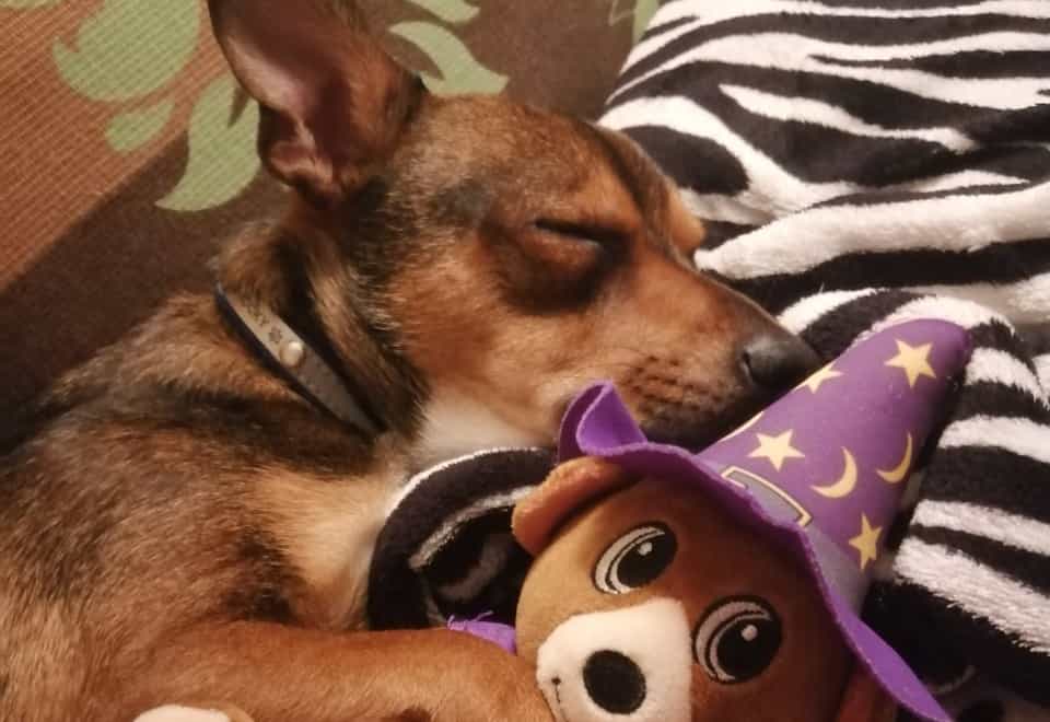Rocky recovering with his teddy bear after emergency surgery to remove stick