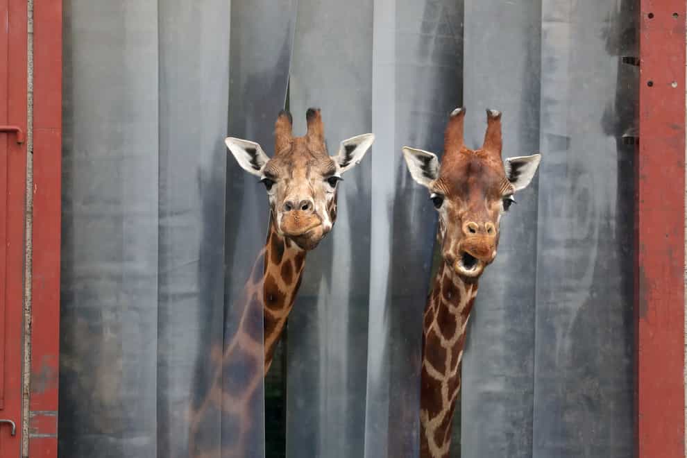 Two giraffes poke their heads out from their enclosure at Blair Drummond Safari Park, near Stirling