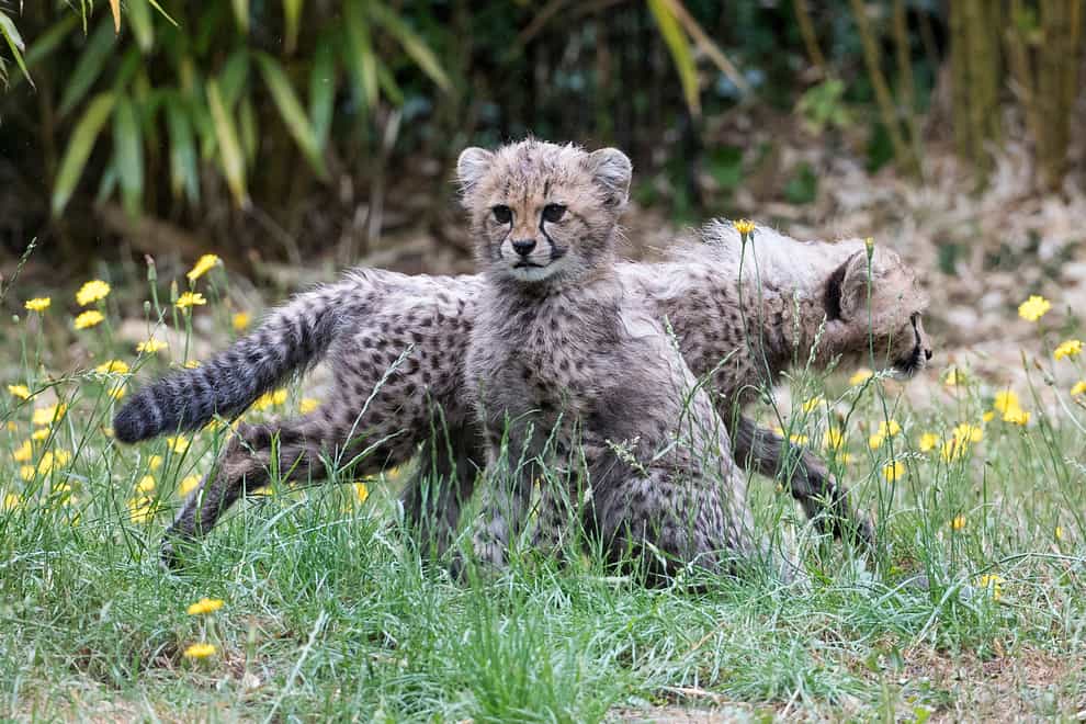 Cheetah cubs at Colchester Zoo