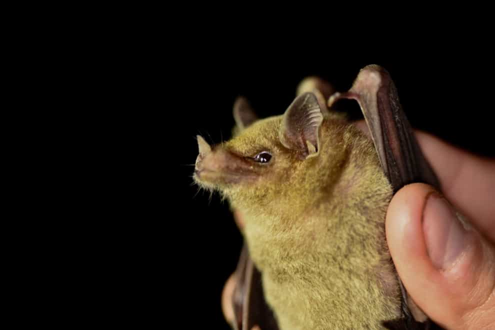A close-up of a tequila bat in the Sonoran Desert in Mexico