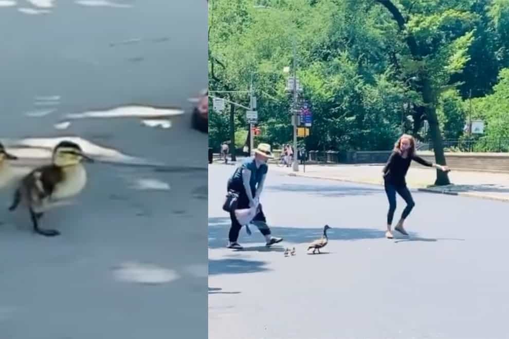 Politician helps flock of ducks cross busy road