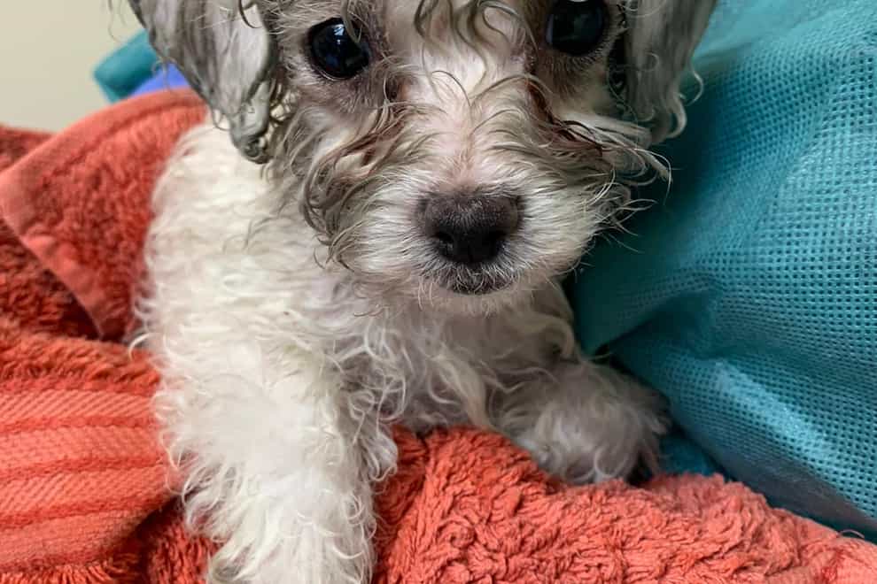 A puppy smuggled from Romania