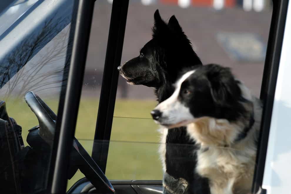 <p>Dogs in a car</p>