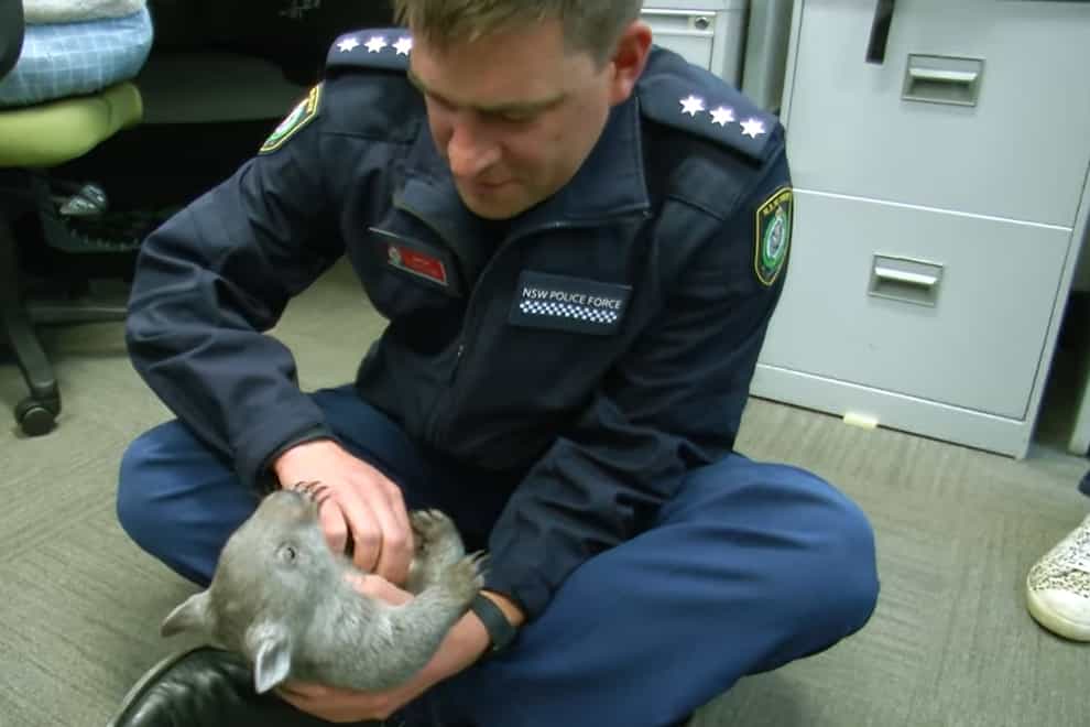 A police officer plays with Ted, a baby wombat