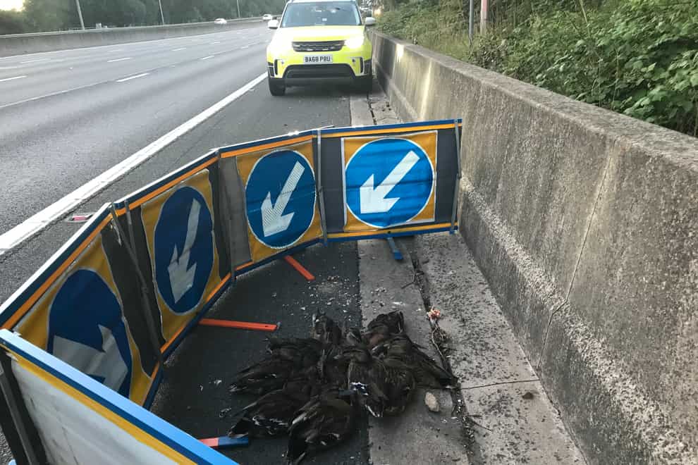Some of the stranded ducklings on the M25 as an RSPCA officer starts to round them up