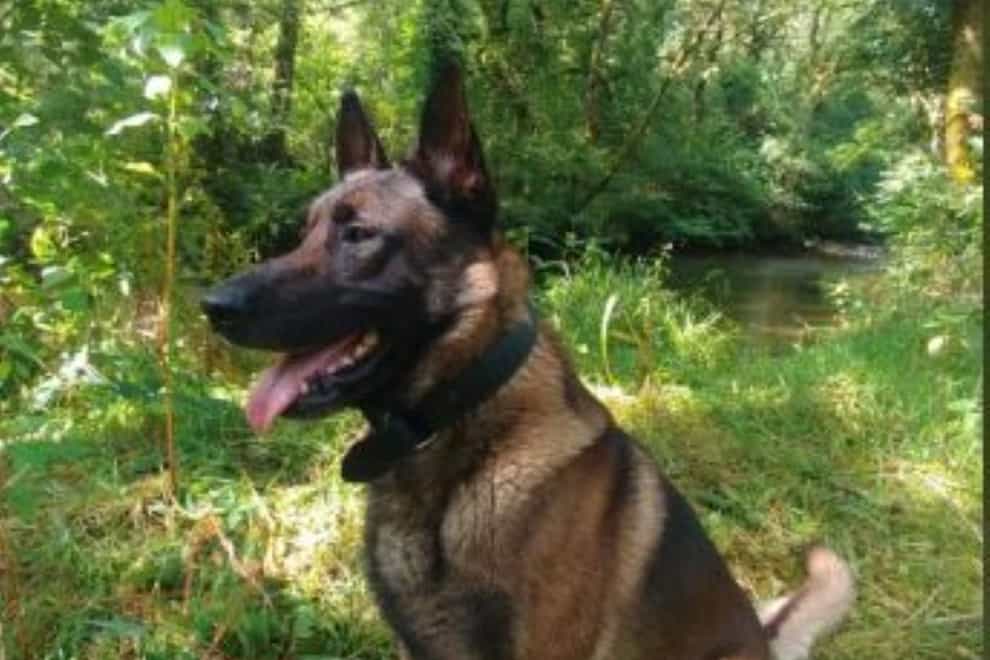 Police dog Rey (Police handout/PA)