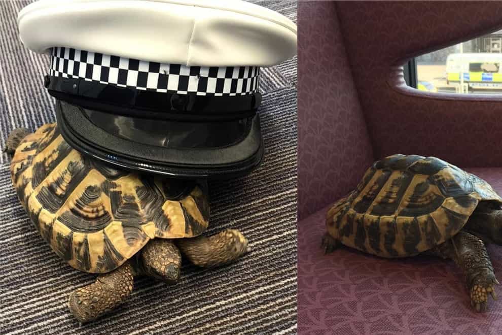 A tortoise at a police station