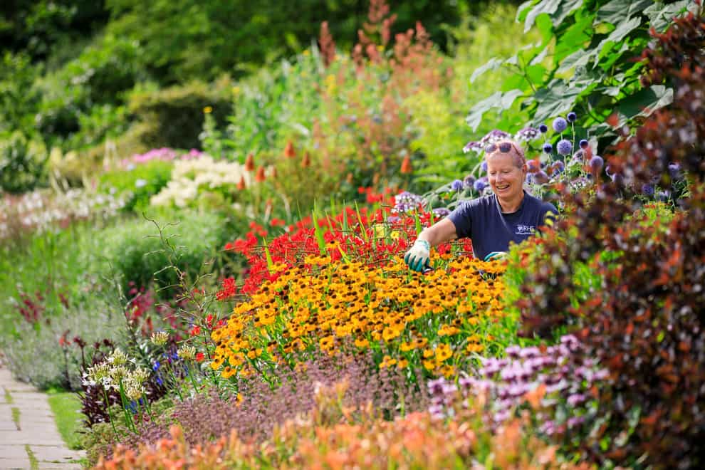 Gardener Sue Key tending to the colourful mixed borders at RHS Garden Wisley, Surrey