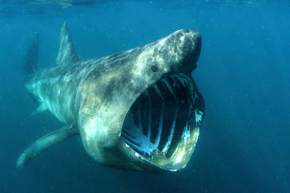 Basking sharks
