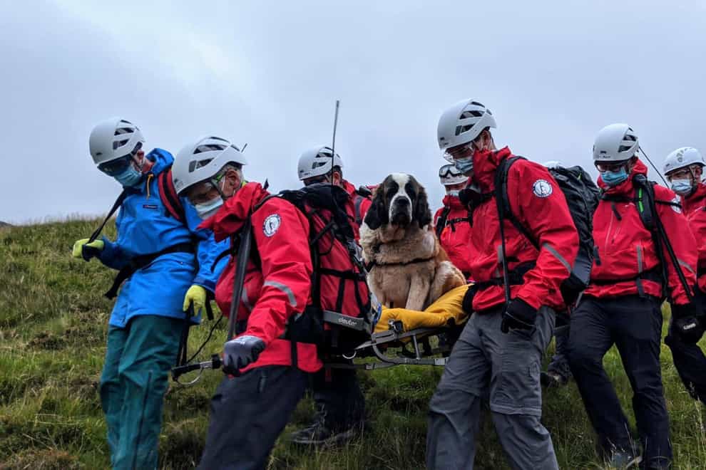 Daisy the St Bernard is taken off Scafell Pike by Wasdale Mountain Rescue Team