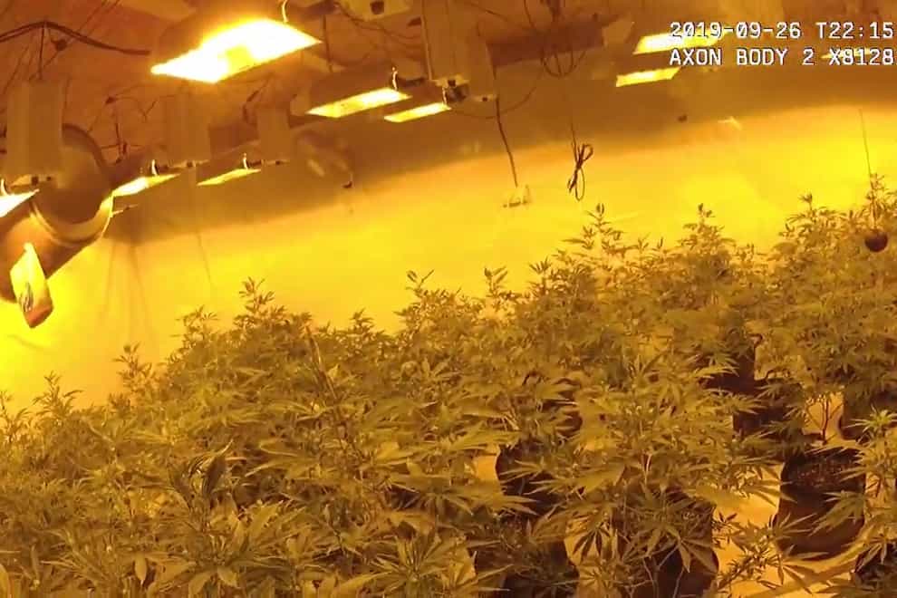 Kent cannabis farm police raid