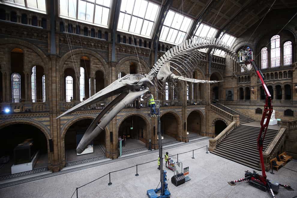 Hope the blue whale skeleton
