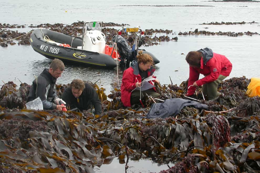 Team working on kelp