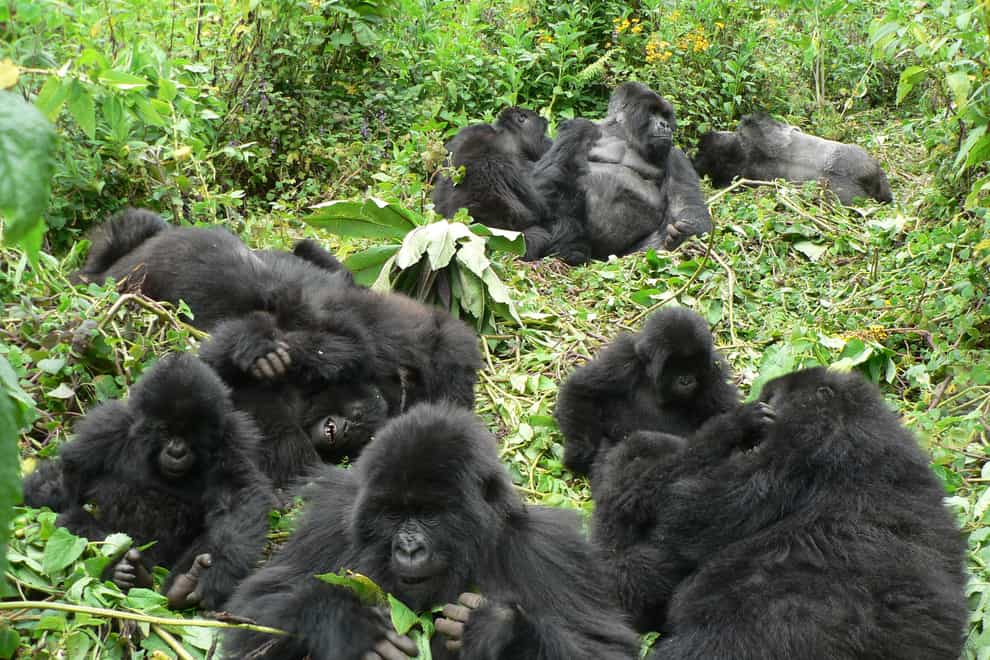 Moutain gorillas